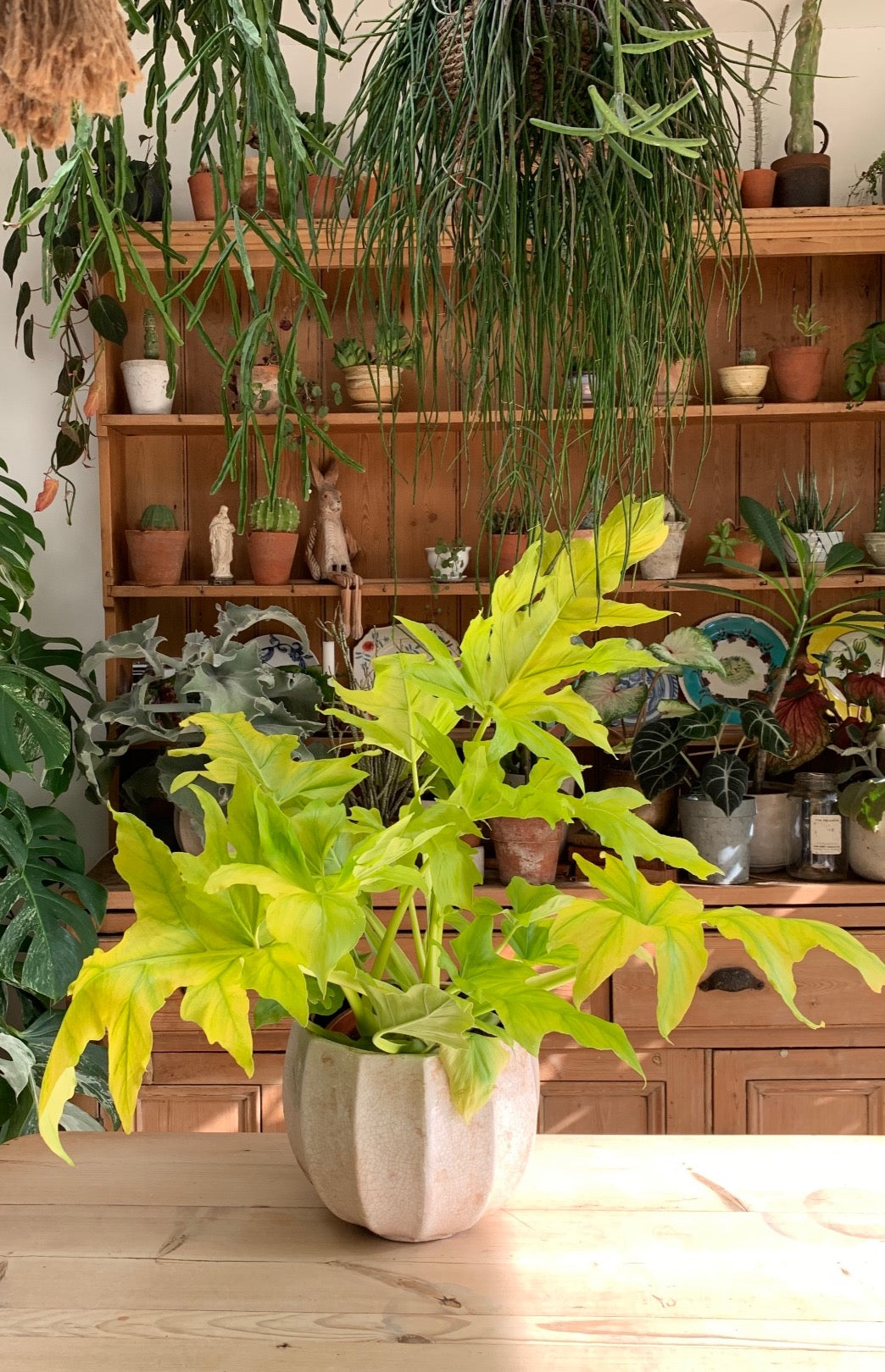 Philodendron Warscewiczii Aurea Flavum *Rare*