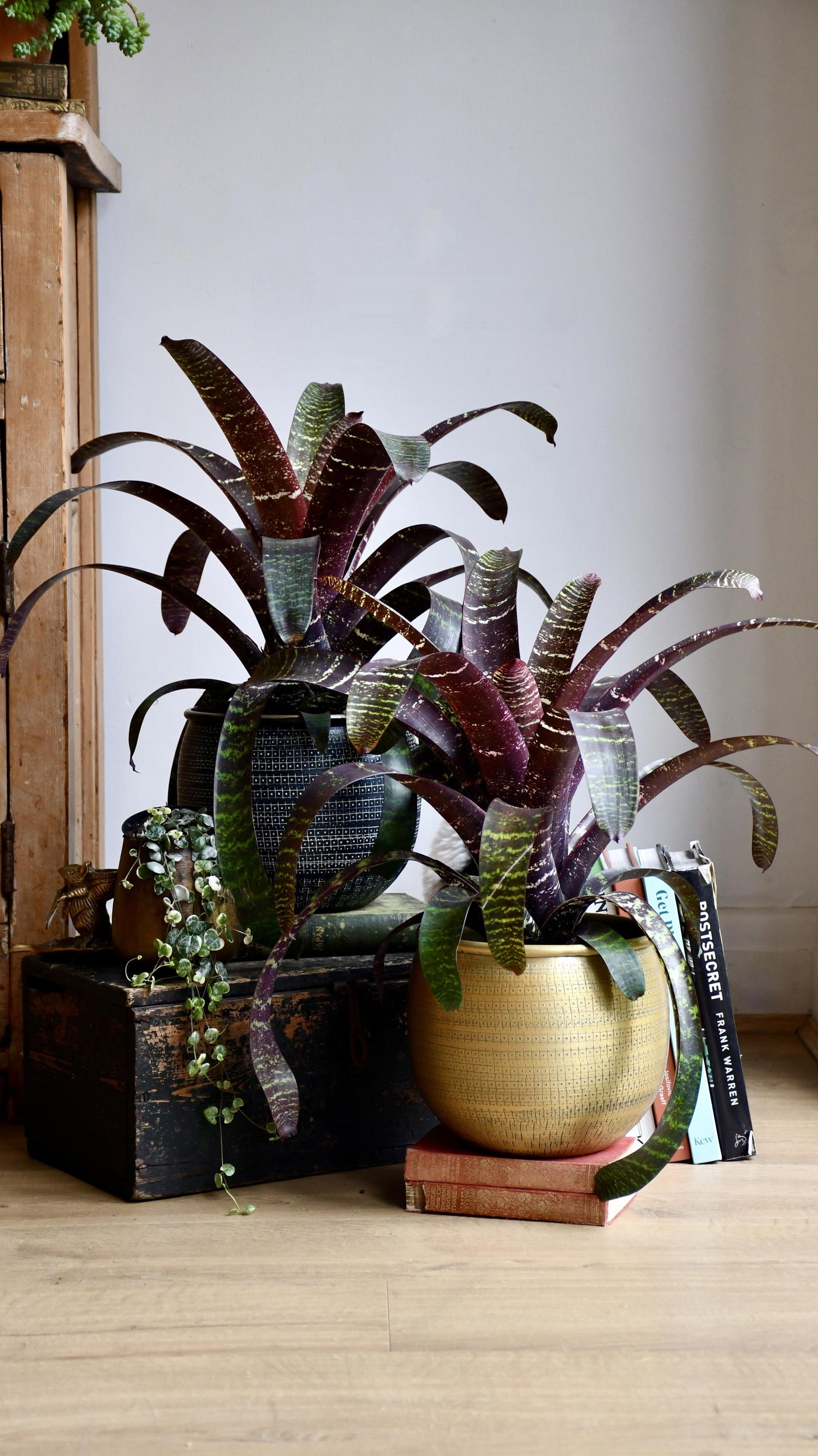 Vriesea fostering Red Chestnut