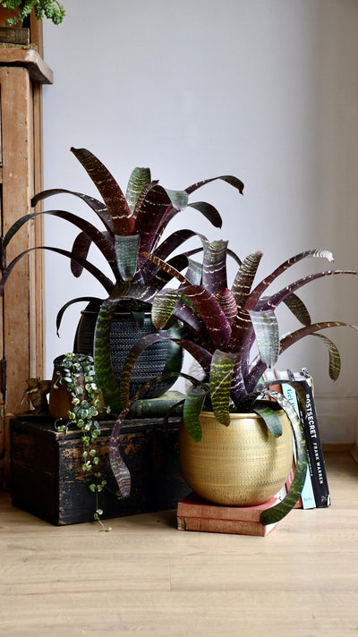 Vriesea fostering Red Chestnut