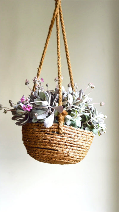 Kalanchoe pumila (Flower Dust Plant)