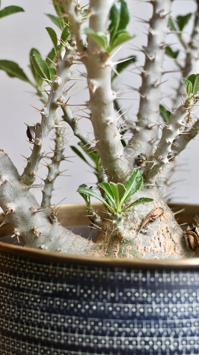 XL Pachypodium saundersii *rare*