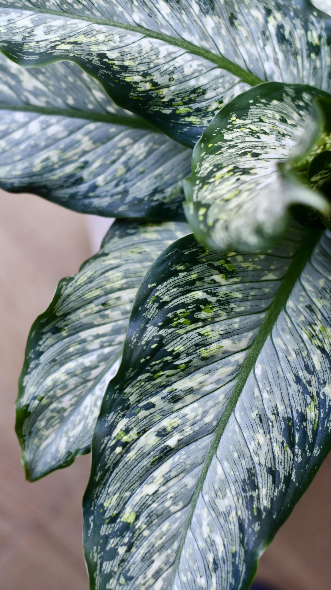 Dieffenbachia Maculata Tiki