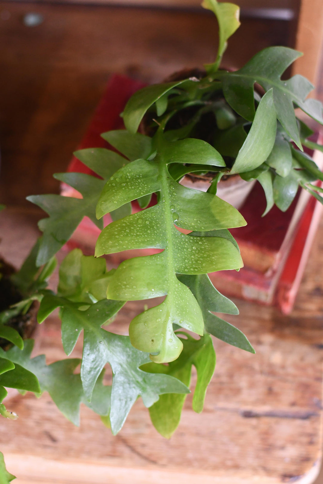 Fern Leaf Cactus – Happy Houseplants
