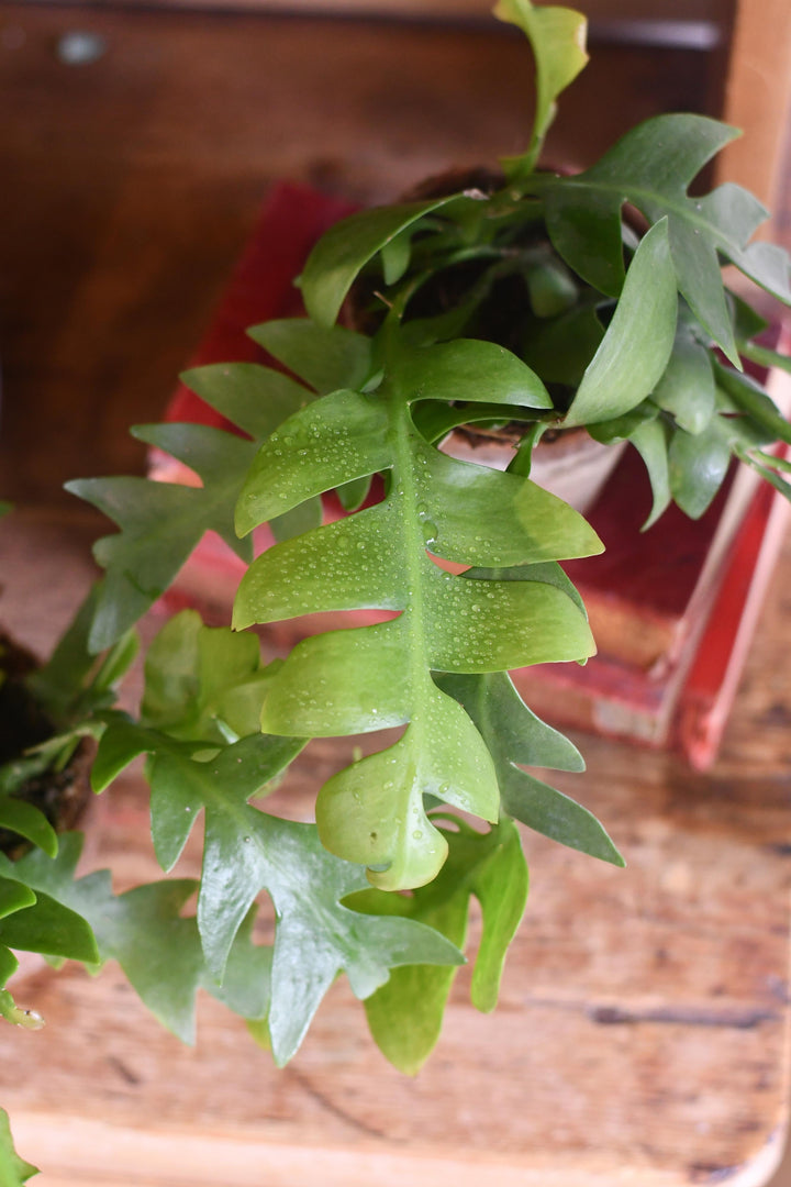 succulent that looks like fern Fern Leaf Cactus – Happy Houseplants
