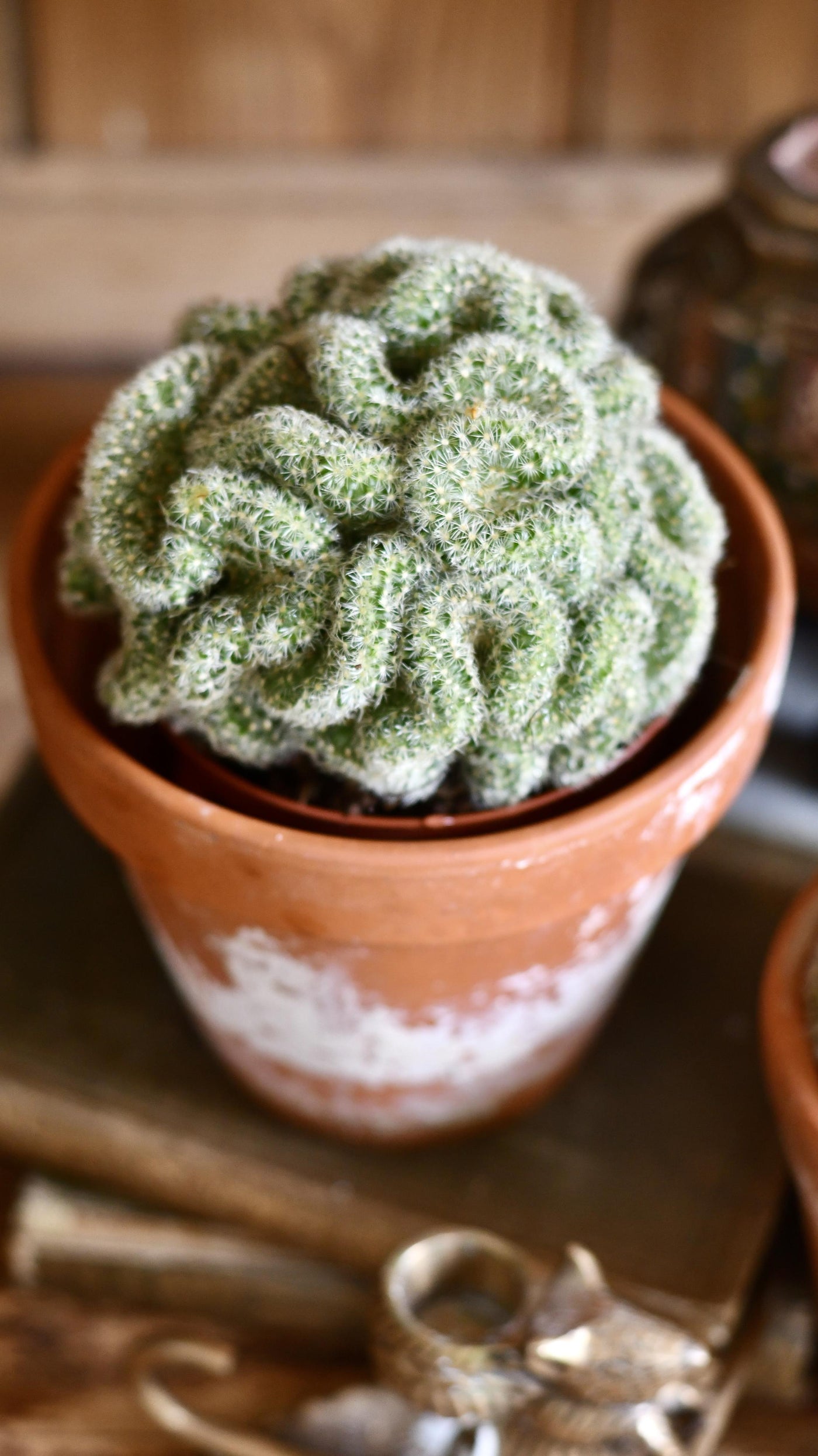 Mammillaria Tepelcactus