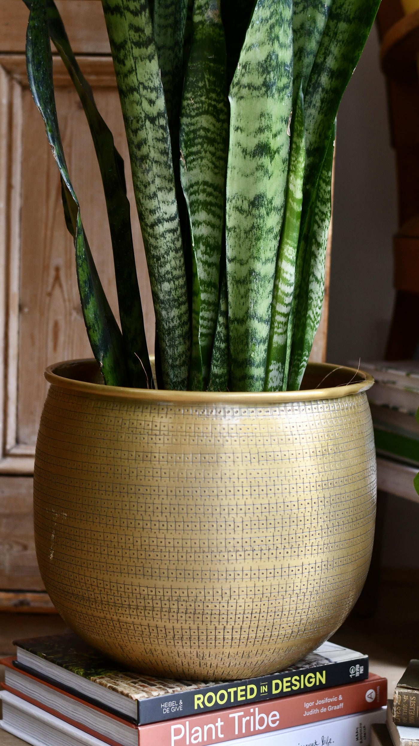 Sansevieria Trifasciata Zeylanica