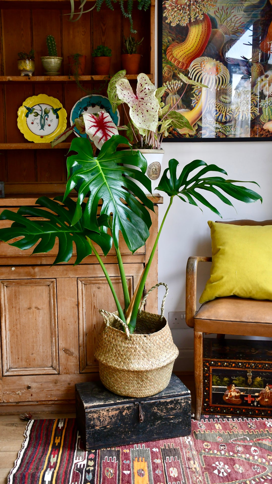 monstera plant living room Monstera Deliciosa | Large Leaf Form