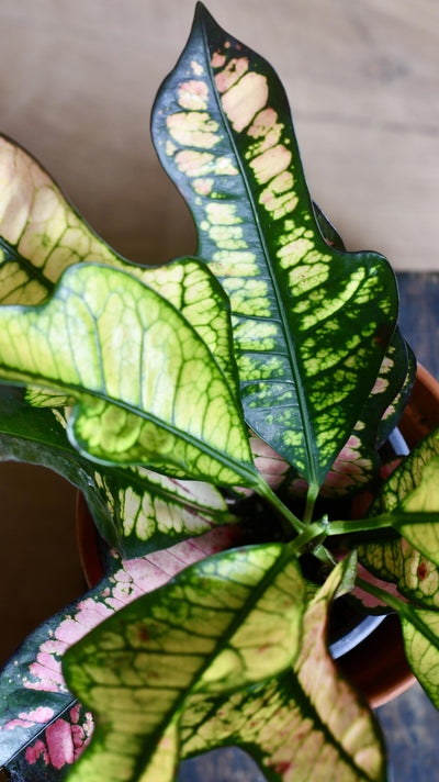 Croton Codiaeum variegatum 'Wilma' (Croton Wilma, Wilma Croton Plant)