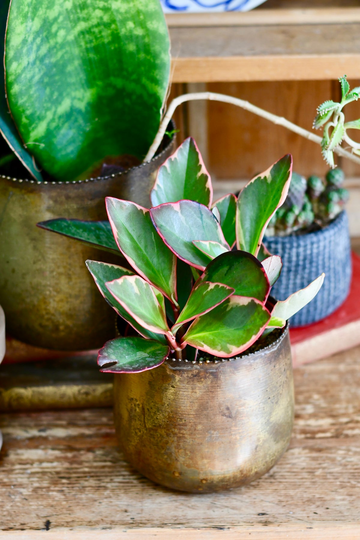 Peperomia Clusiifolia Jelly (variegated red edge peperomia) – Happy