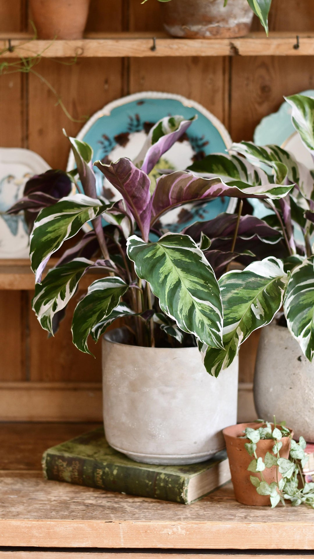 Calathea White Fusion | Rare Plants