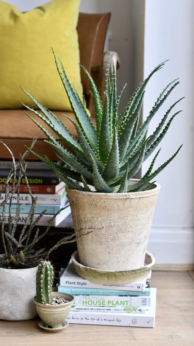 Aloe Arborescens