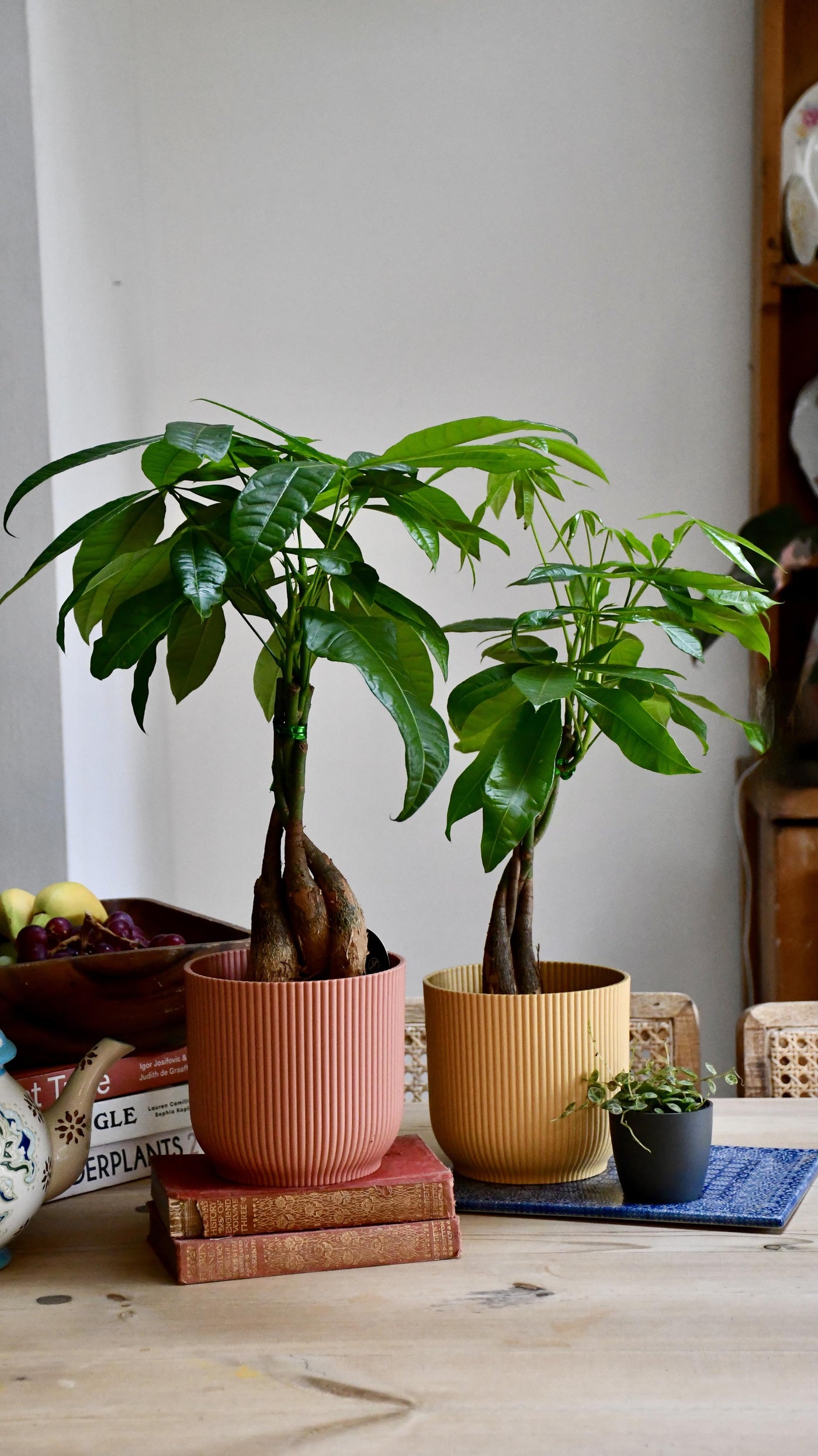 Baby Mexican Fortune Tree or Pachira Aquatica & Vibes Pot