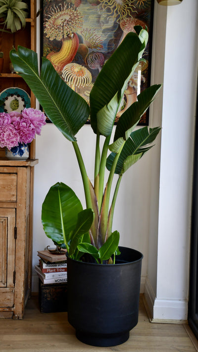 Strelitzia Nicolai - Bird of Paradise