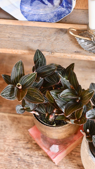 Ludisia discolor (Jewel Orchid)