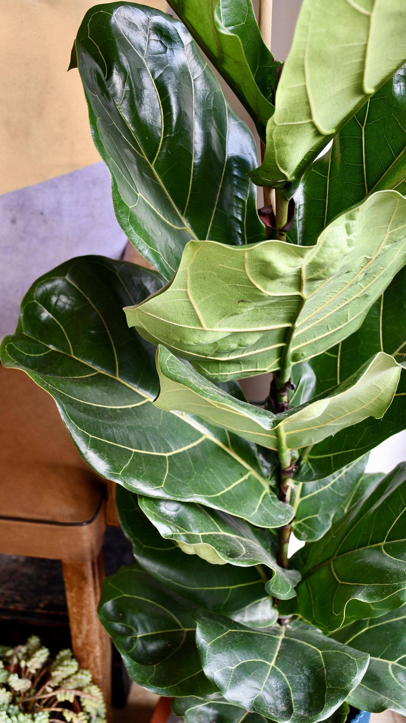 Fiddle Leaf Fig (Ficus Lyrata & Vibes Pot)