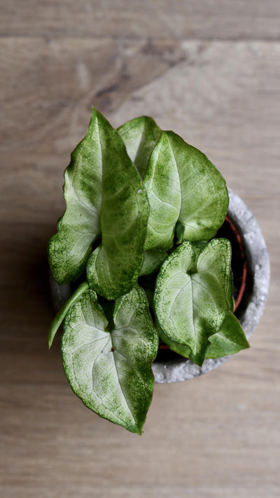 Baby Syngonium White Butterfly