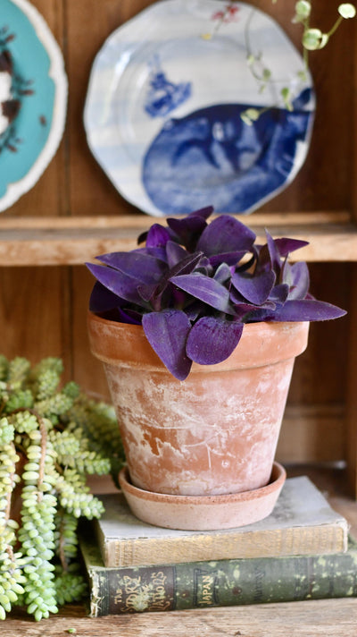 Tradescantia Pallida 'Purpurea' (Purple Heart)