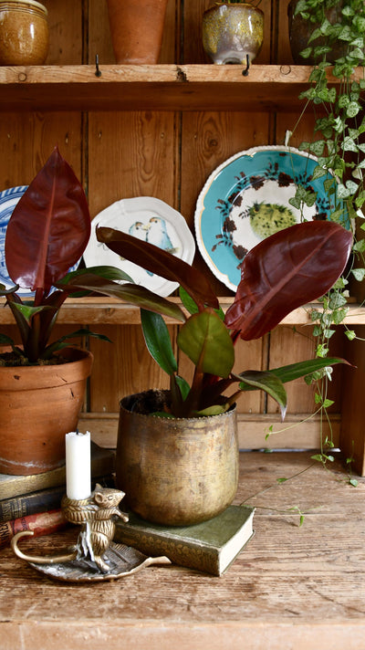 Philodendron Red