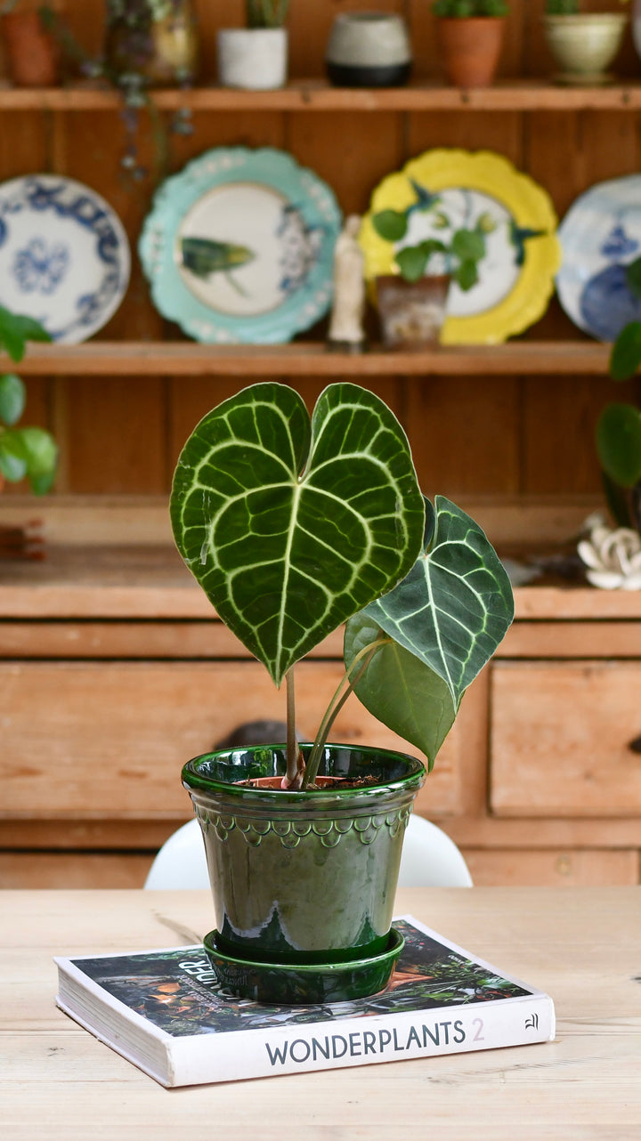 laceleaf indoor plants Anthurium Clarinervium | Giant Laceleaf Indoor Plant