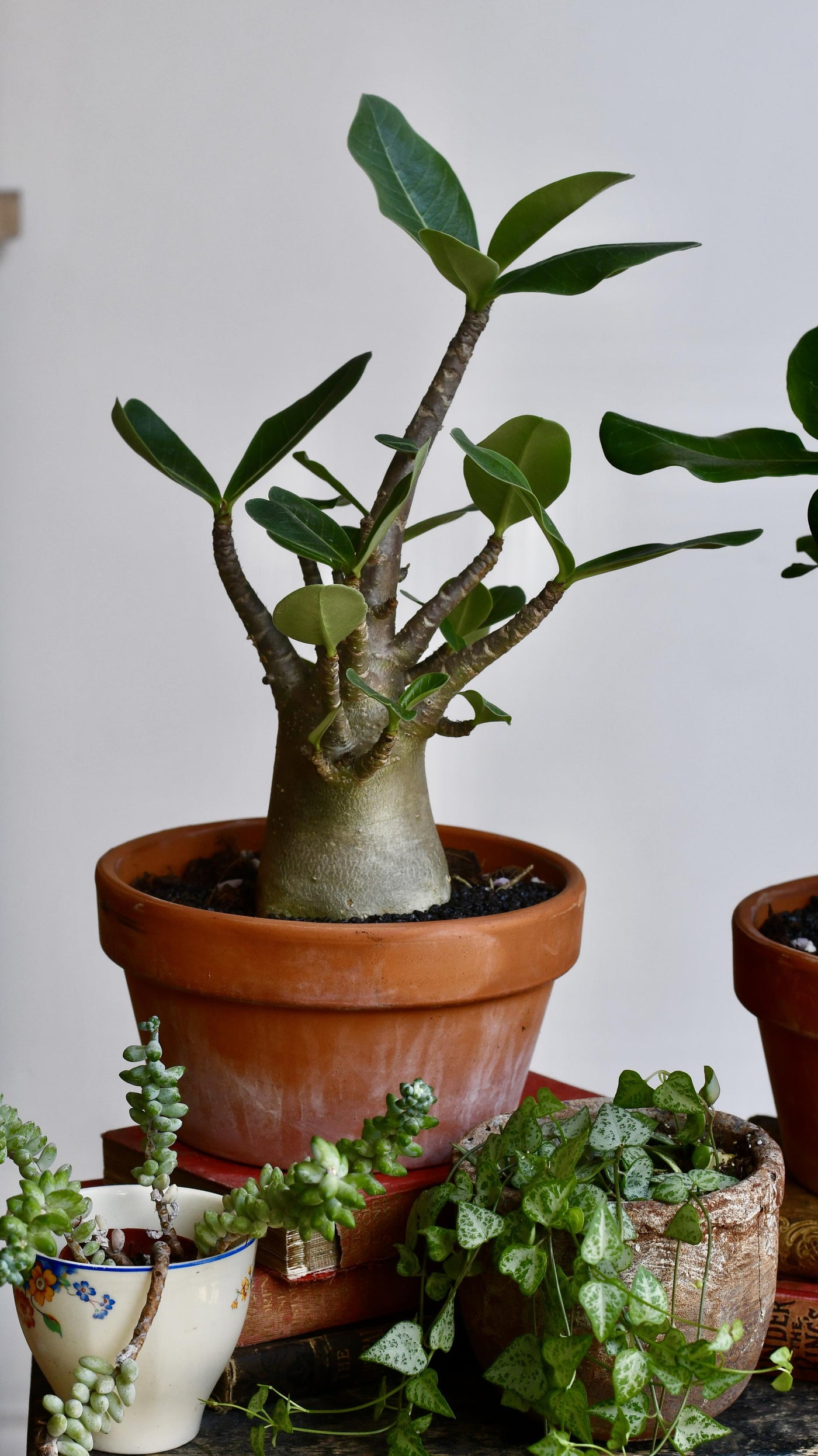 Large Adenium Baobab