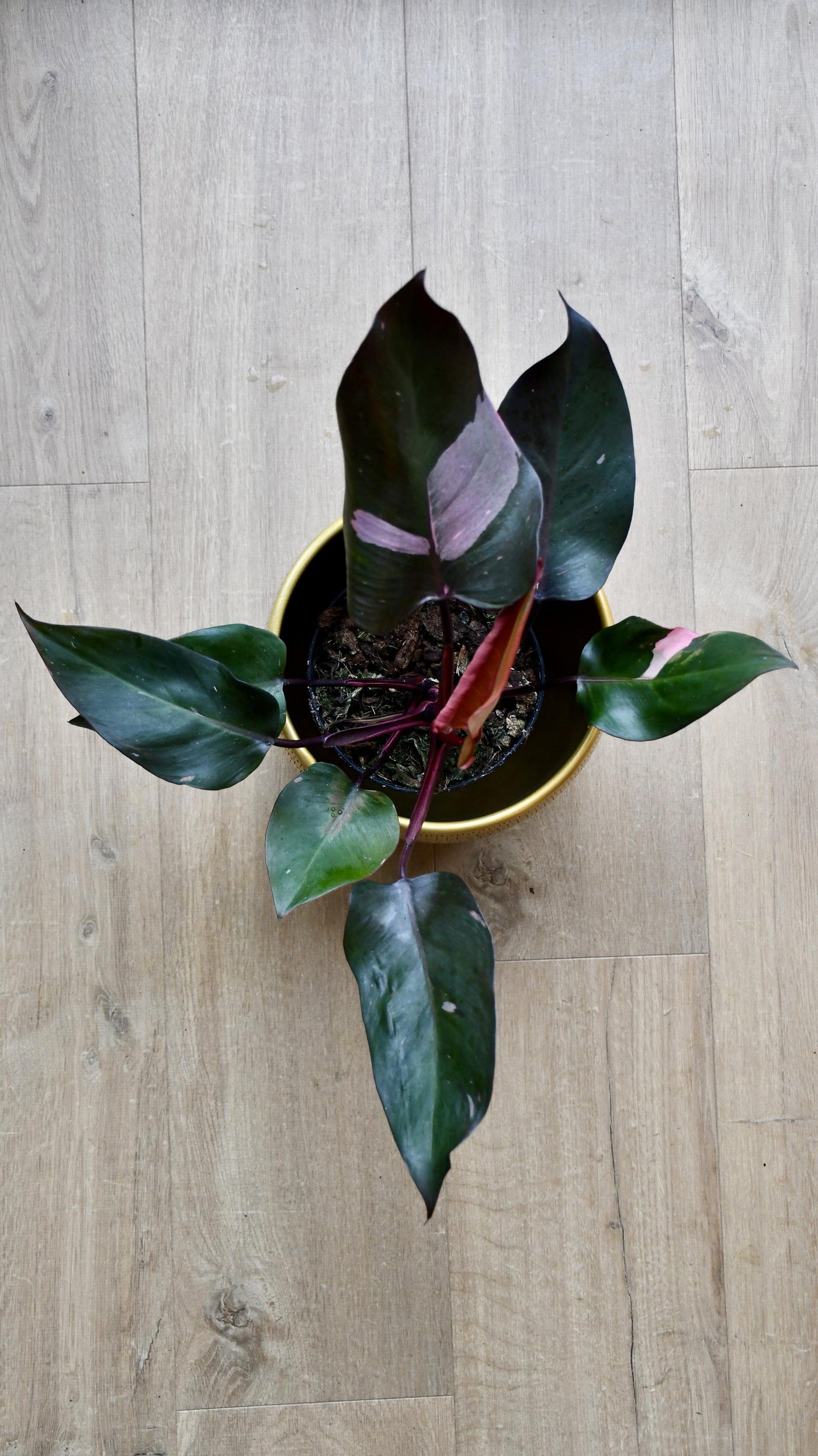 Philodendron Pink Princess