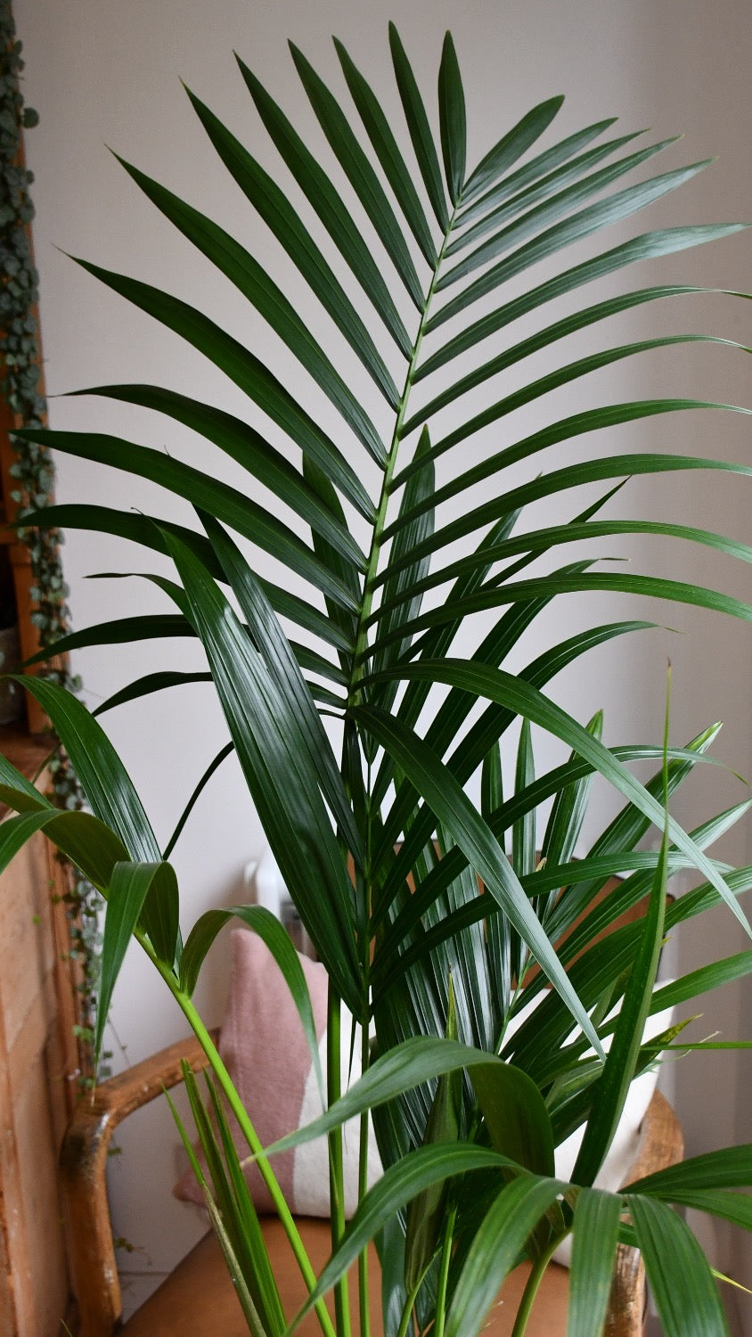 Kentia Palm (Howea Forsterian)
