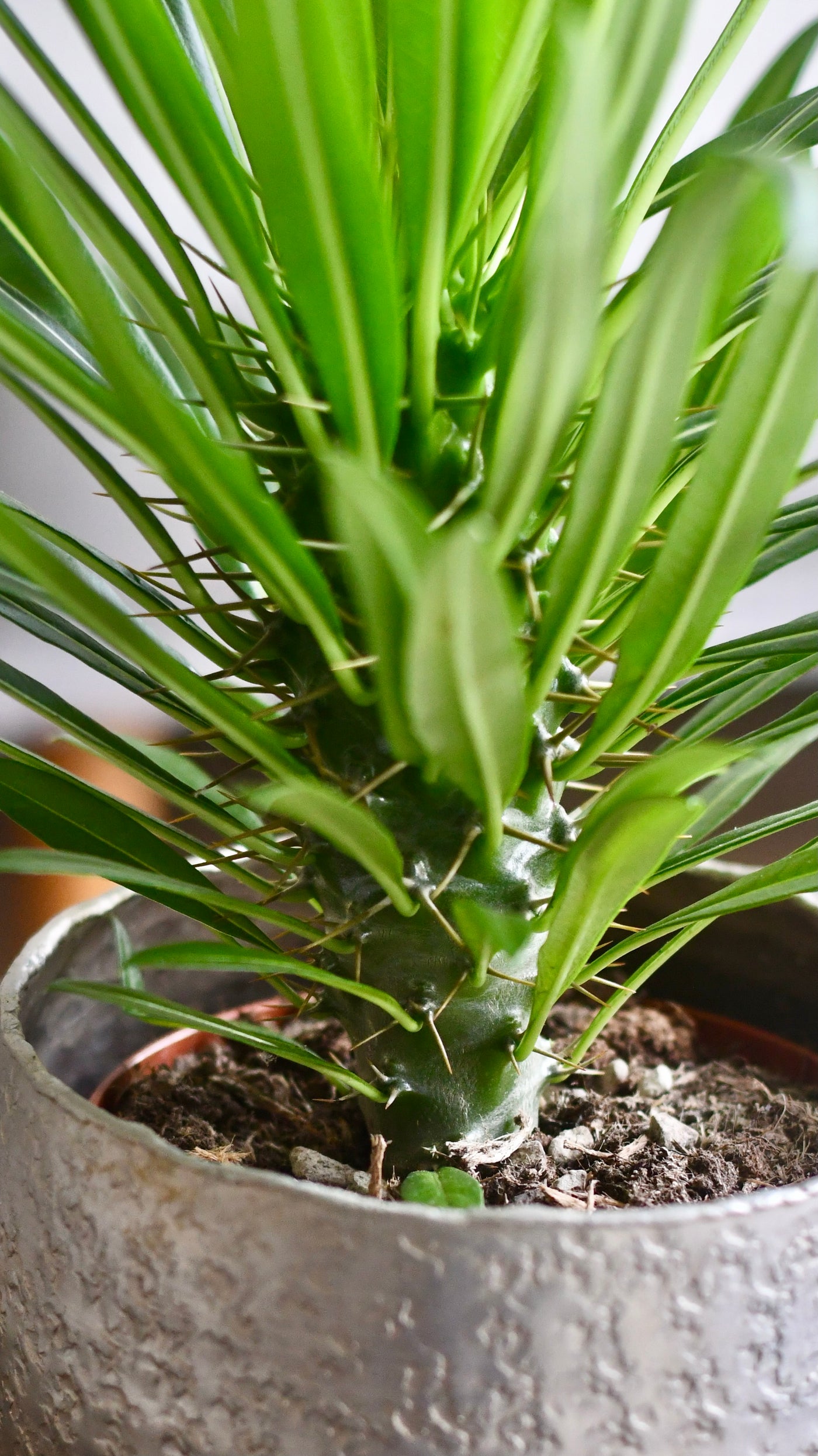 Pachypodium Lamerei | Madagascar Palm