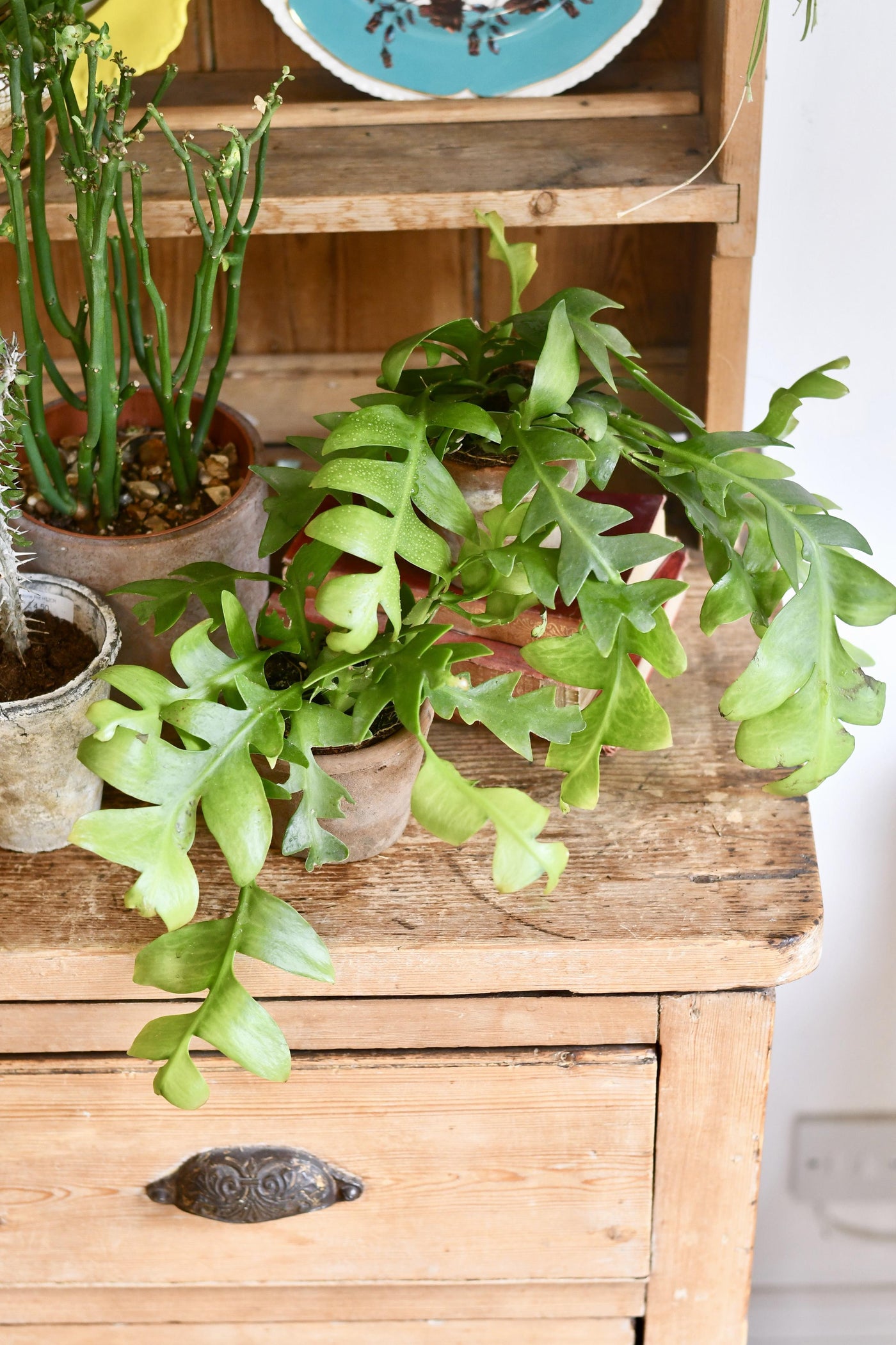 Fern Leaf Cactus
