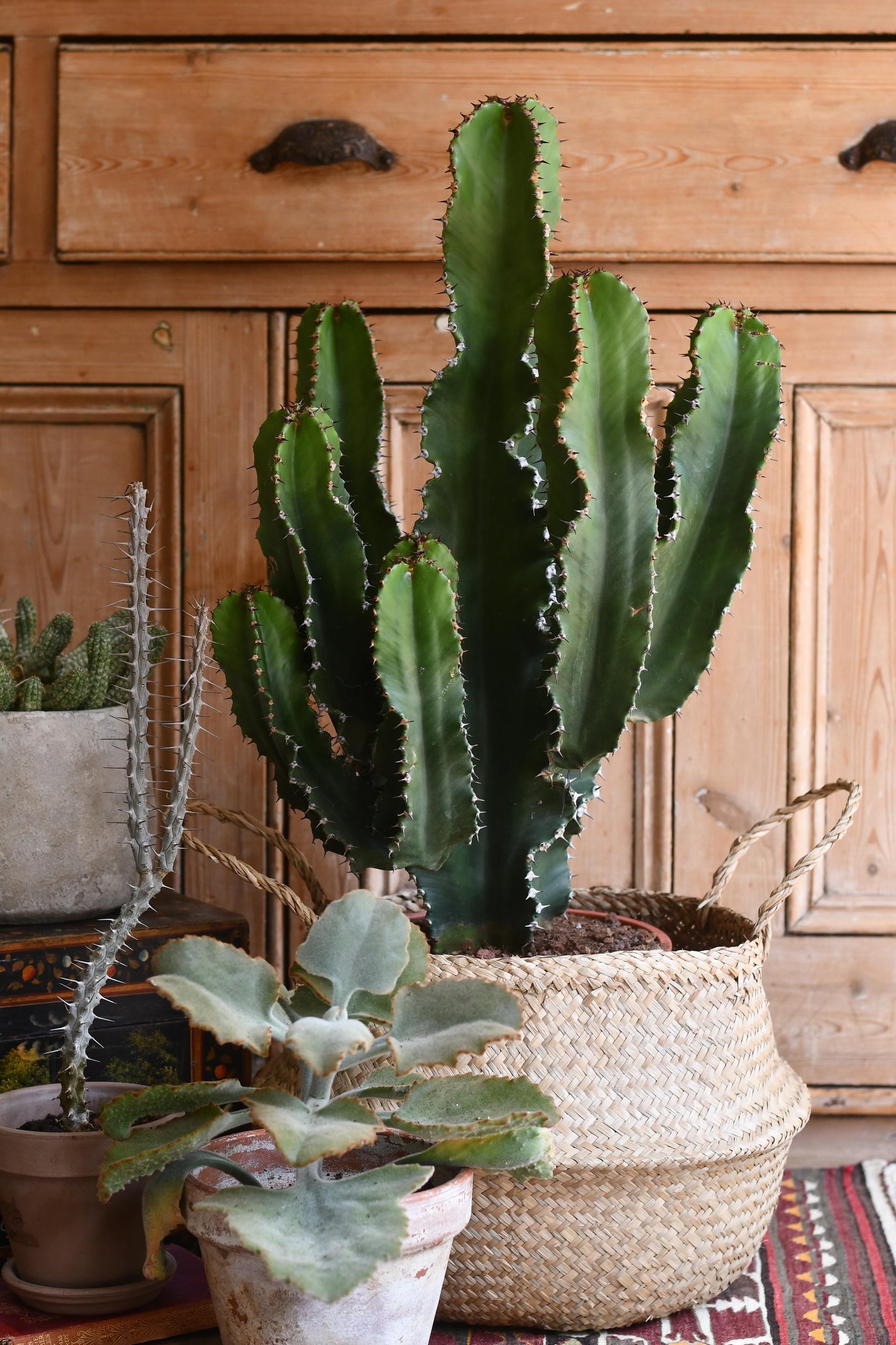 euphorbia potting mix Euphorbia Ingens 90cm, 24cm pot – Happy Houseplants