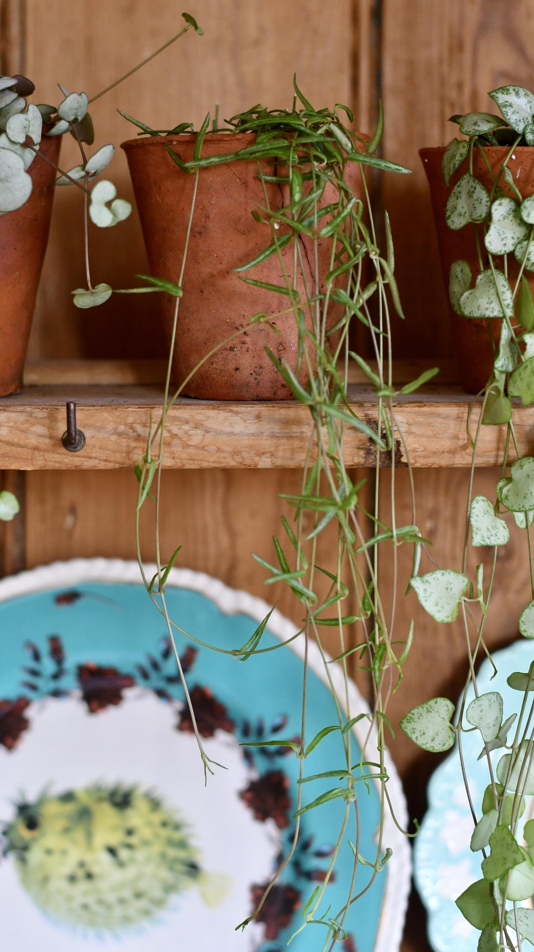 string of needles succulent Ceropegia Linearis | String of Needles