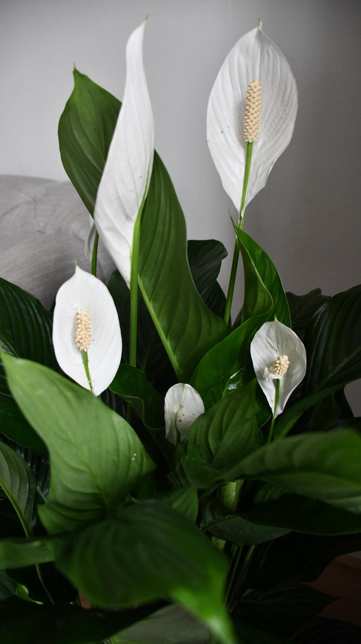 XL Spathiphyllum, Peace Lilly – Happy Houseplants