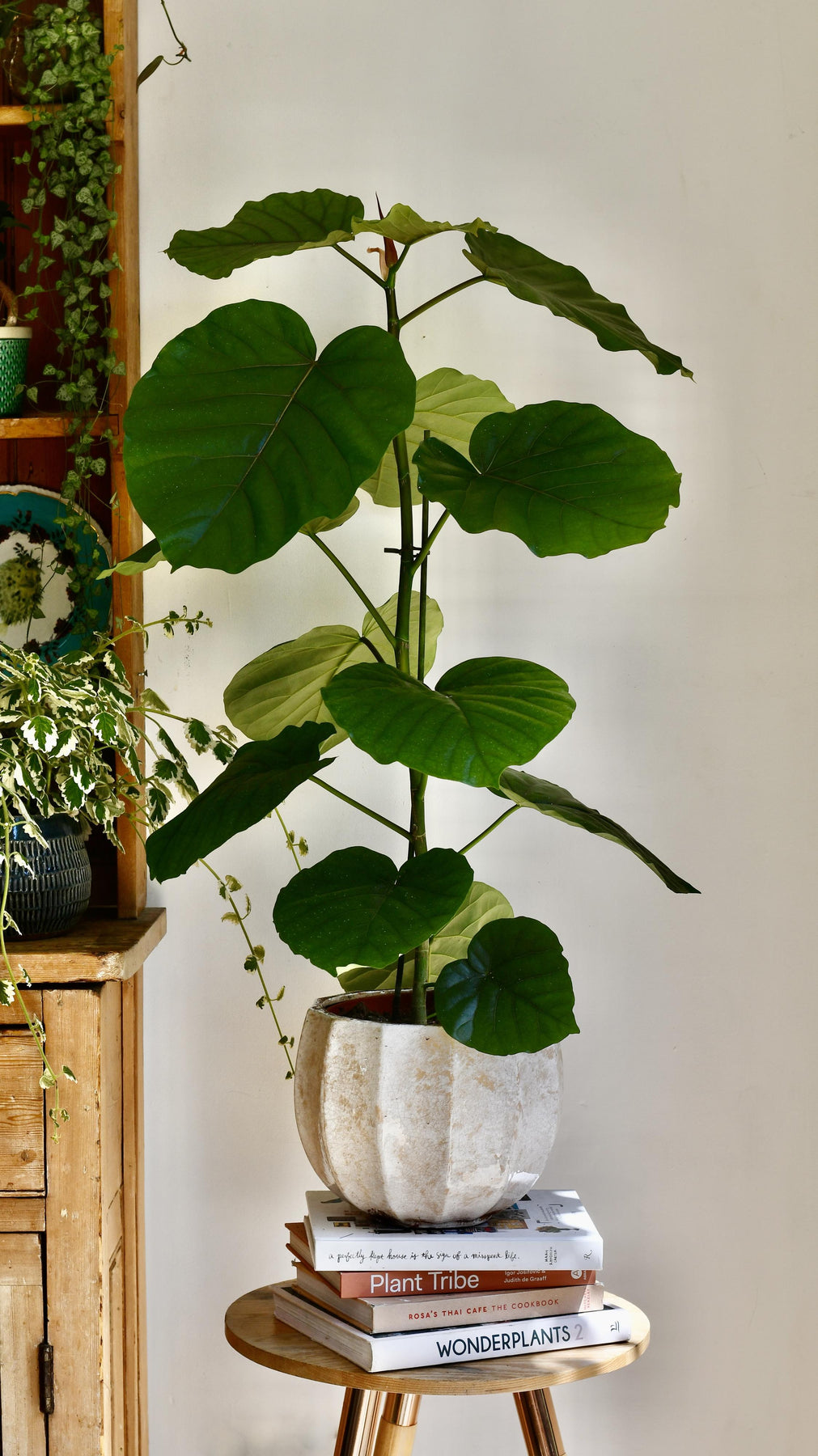 Rare Ficus Tree Ficus Umbellata Tree | Rare Ficus | Happy Houseplants – Happy Houseplants