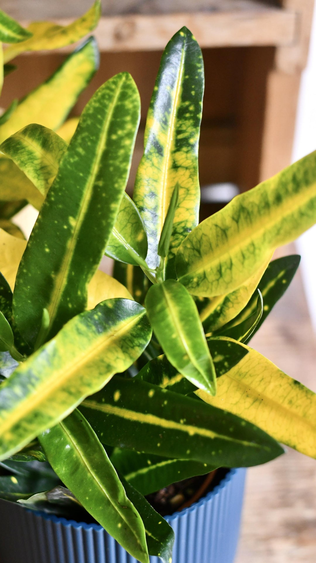 green and yellow indoor plant Croton Codiaeum 'Gold Sun' | Rare Indoor Plants