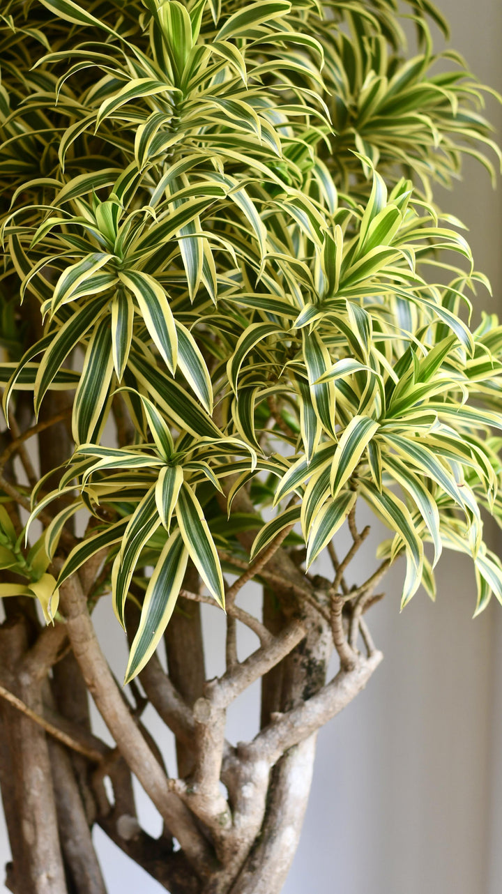 dracaena pleomele song of india XL Dracaena Reflexa Song of India – Happy Houseplants