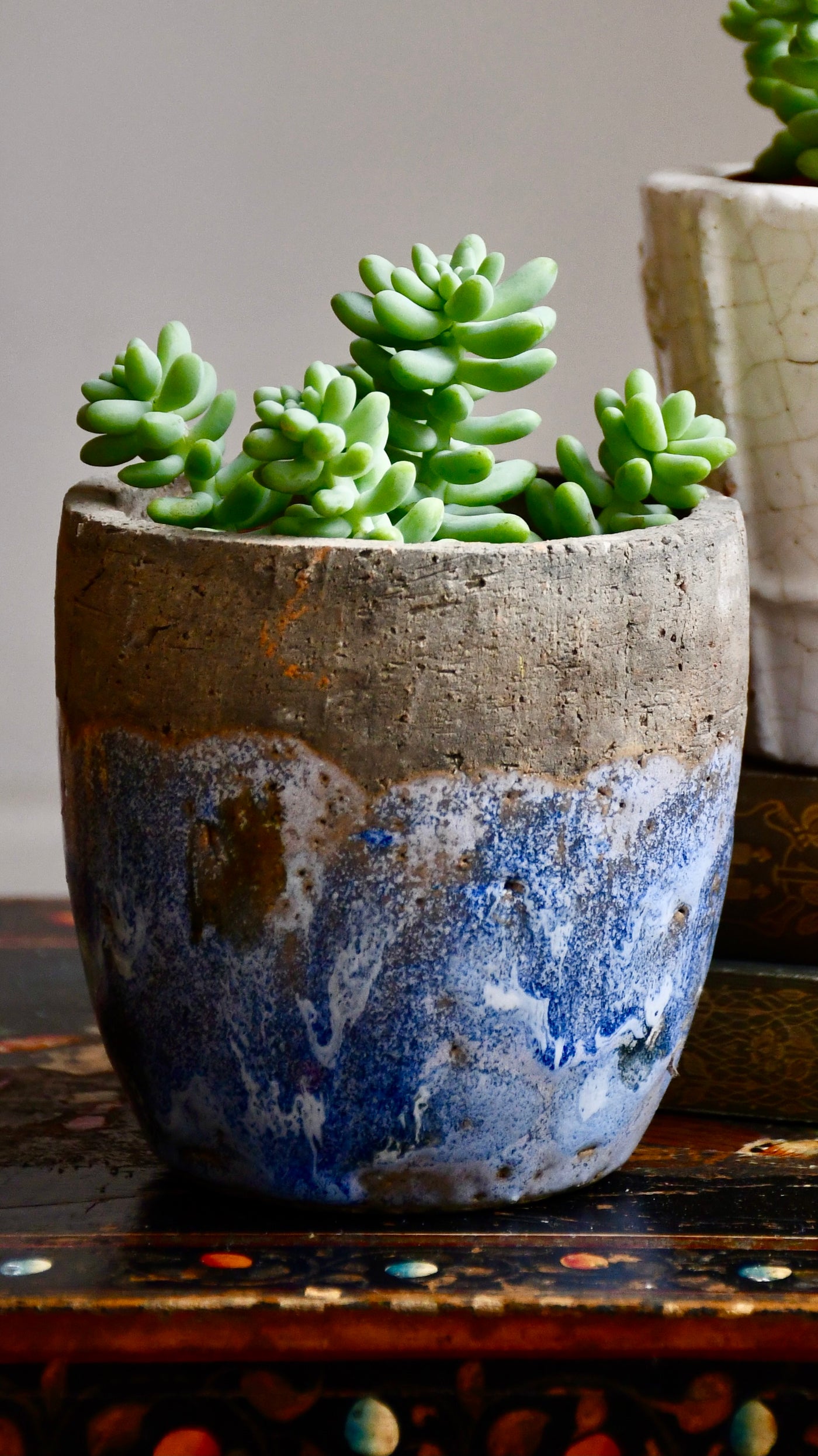 Baby Sedum Burrito Burrows Tail (Sedum Morganianum)