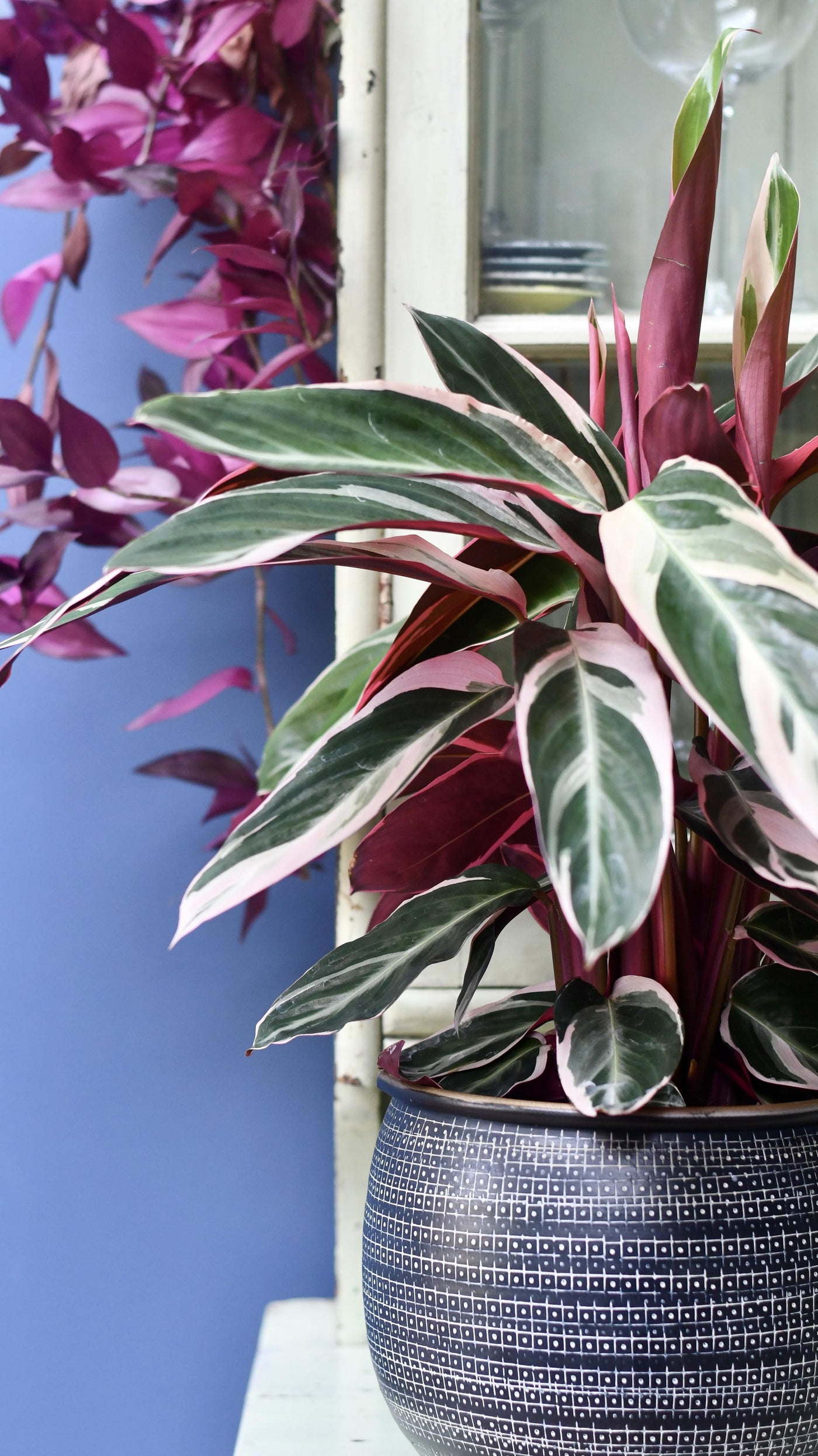 Calathea Stromanthe Triostar & Tembesi Pot