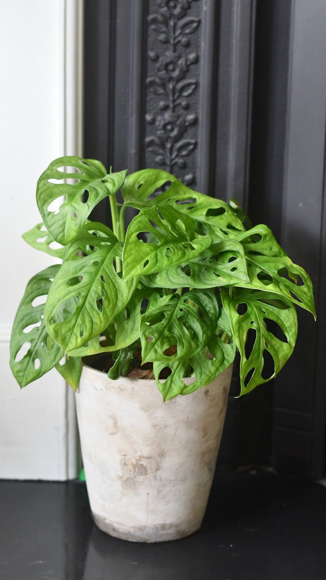 monstera obliqua monkey Monstera Obliqua | Monkey Mask