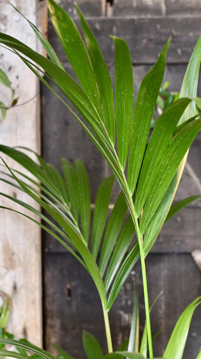 Kentia Palm (Howea Forsterian)