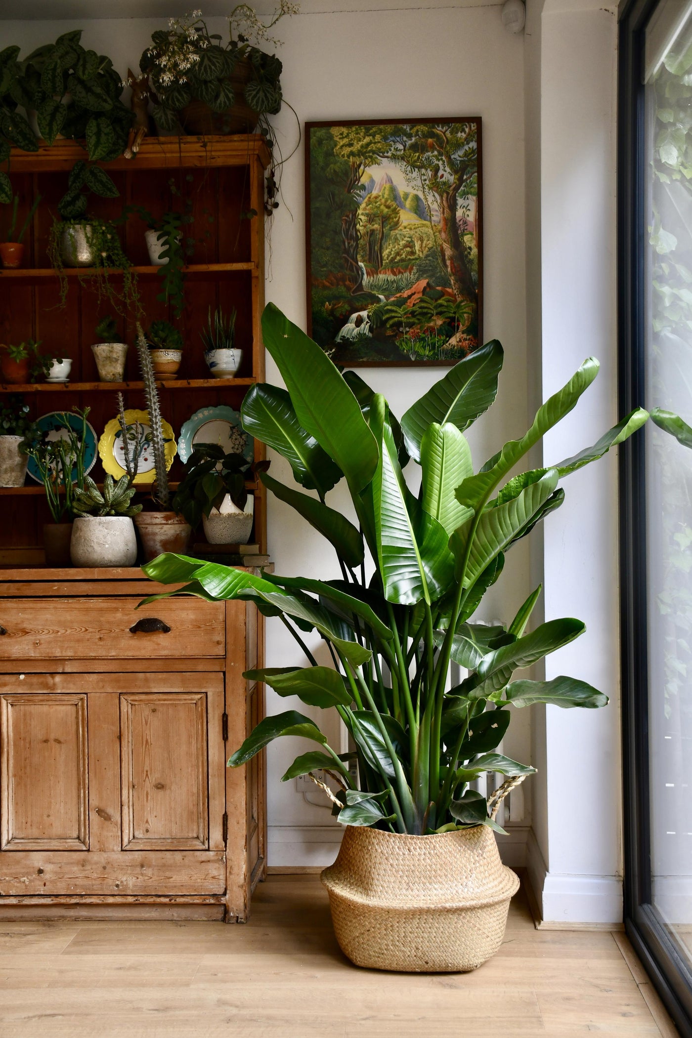 Strelitzia Nicolai Large Plant Happy Houseplants Happy Houseplants