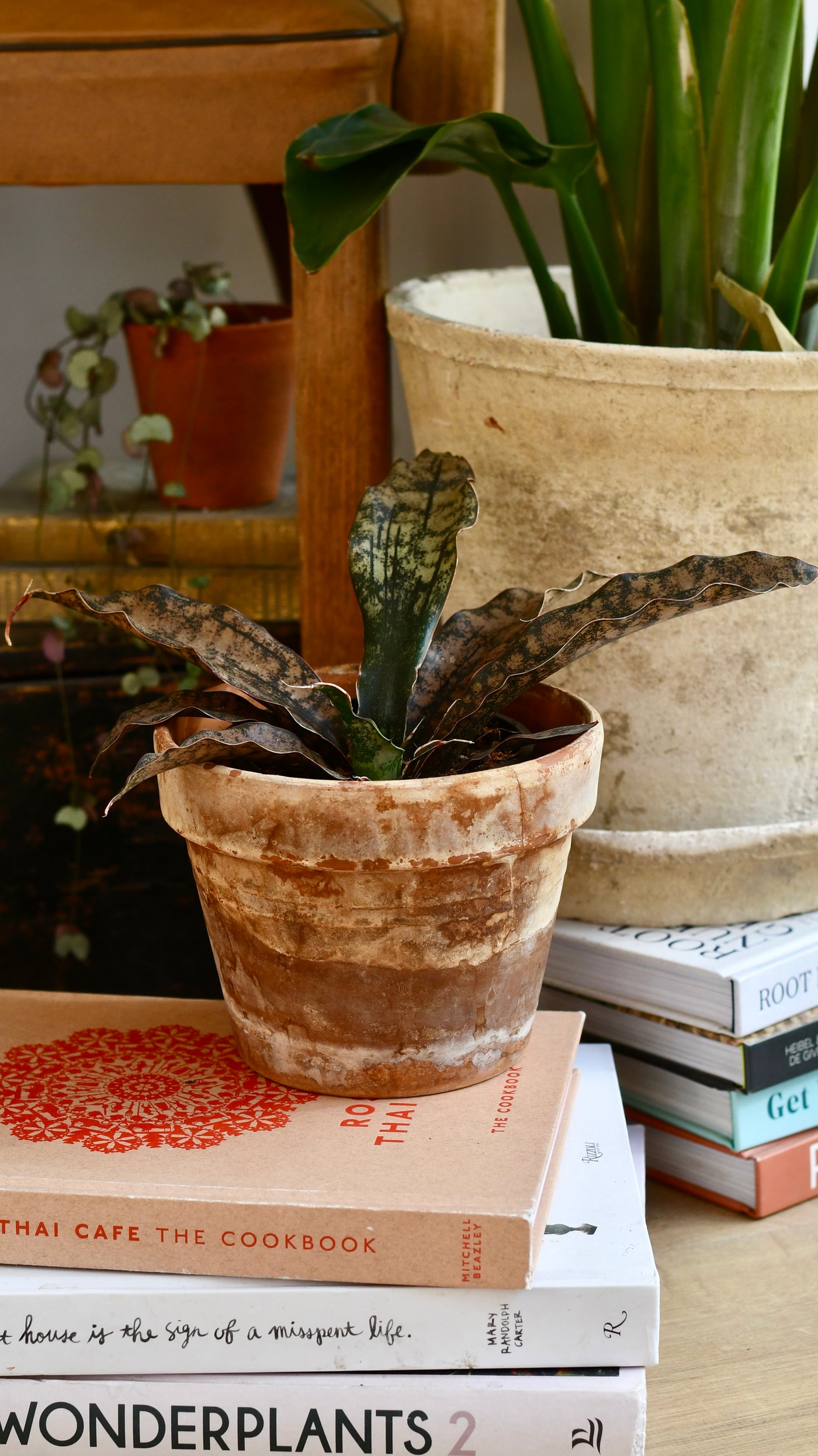Sansevieria Kirkii Coppertone *Rare*