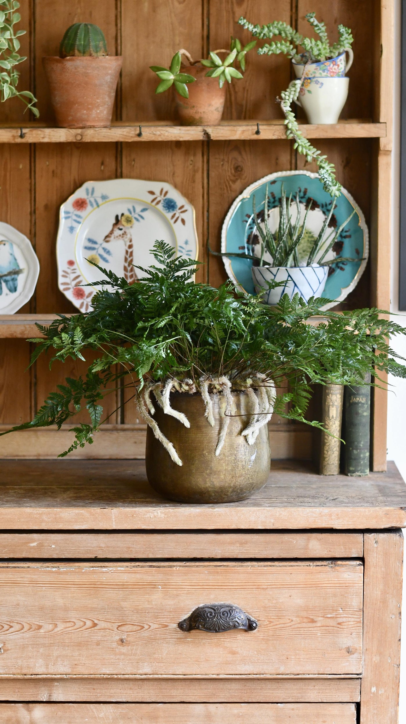 White Rabbit's Foot Fern or Humata Tyermannii