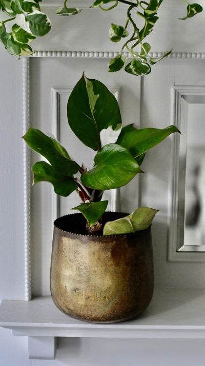 Philodendron White Knight