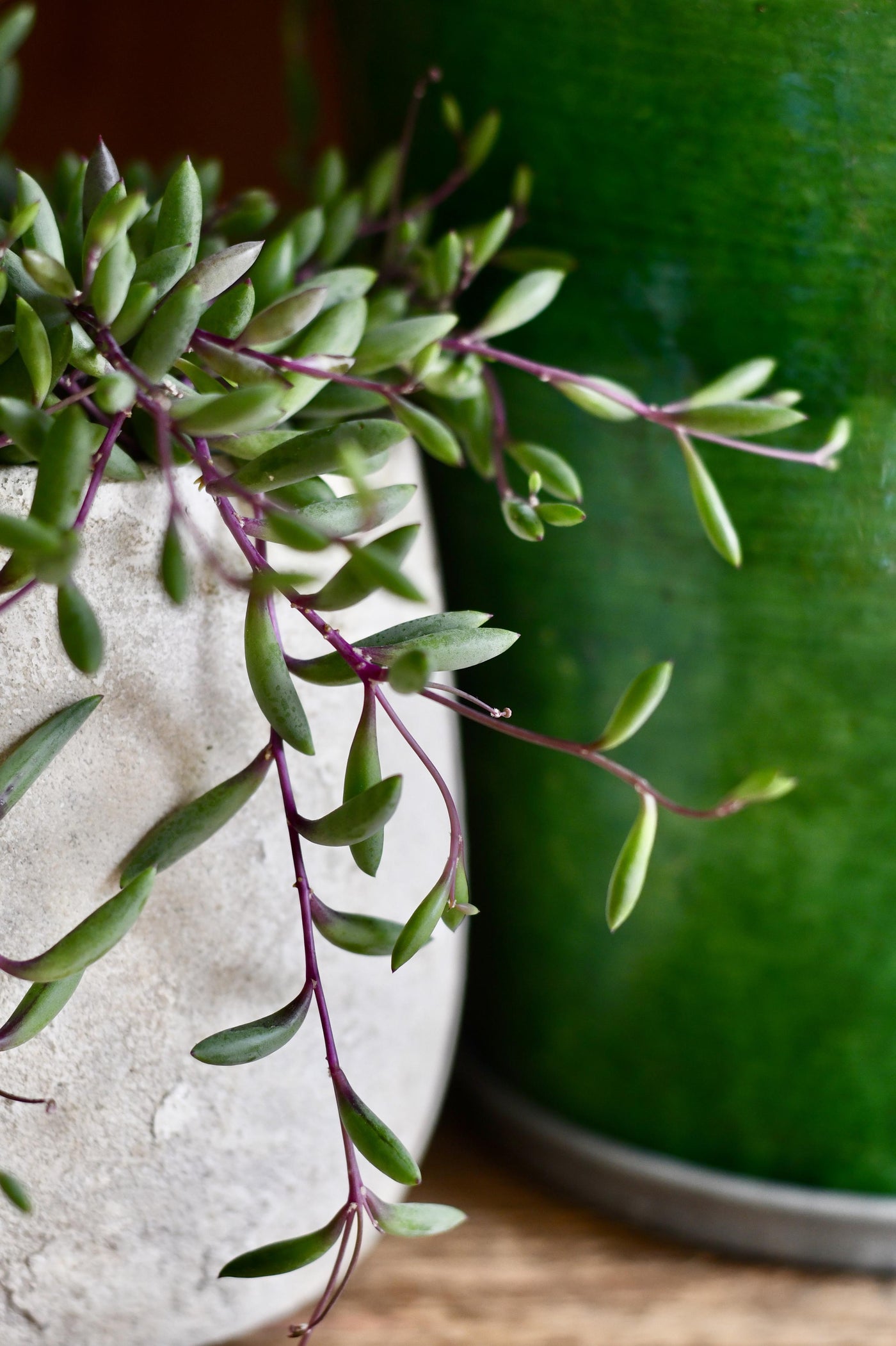 Othonna capensis (Senecio, String of Rubies, Purple Flush)