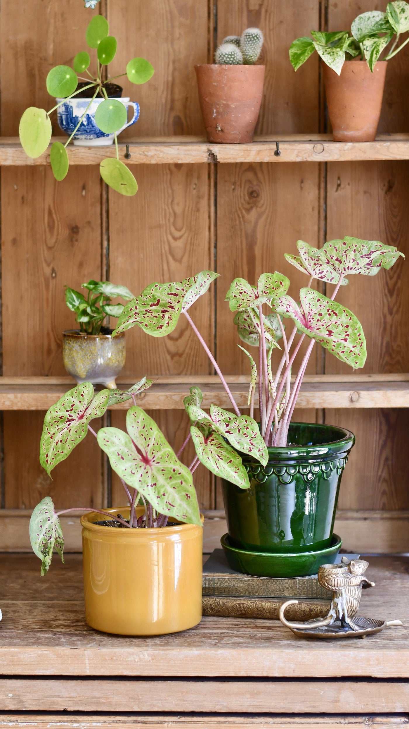 Caladium Miss Muffet