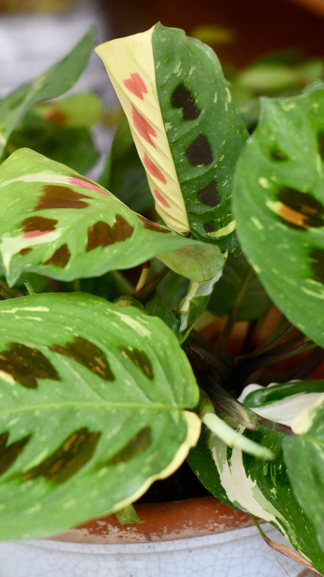 Happy Houseplants | Variegated Maranta | Leuconeura Kerchoveana