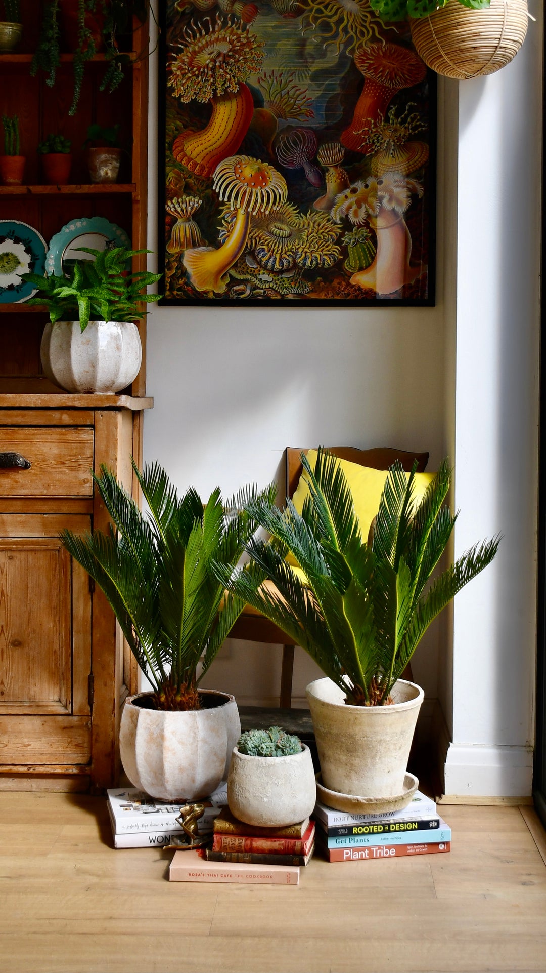 cycad indoor plant Cycas Revoluta | Sago Palm