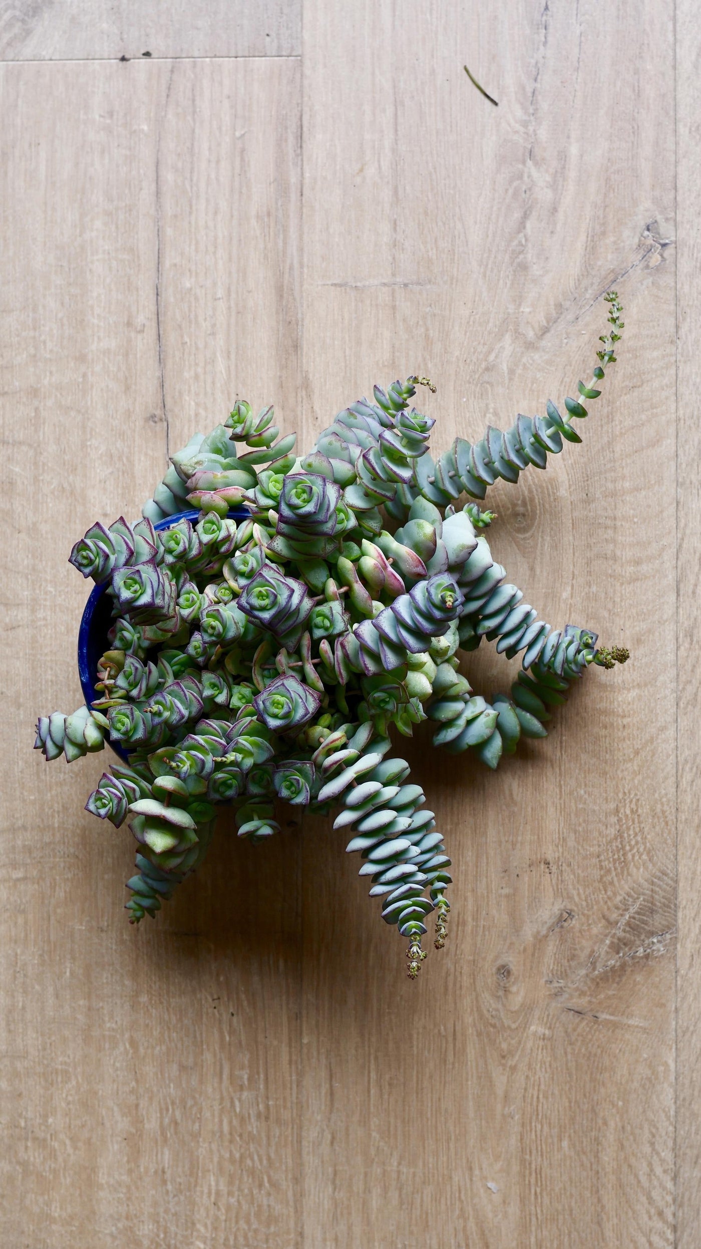 Crassula perforata - String of Buttons Plant