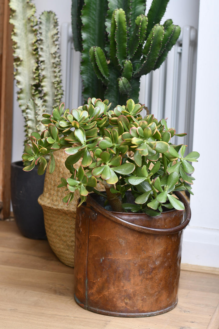 jade plant name in urdu Crassula Ovata Hummels Sunset – Happy Houseplants
