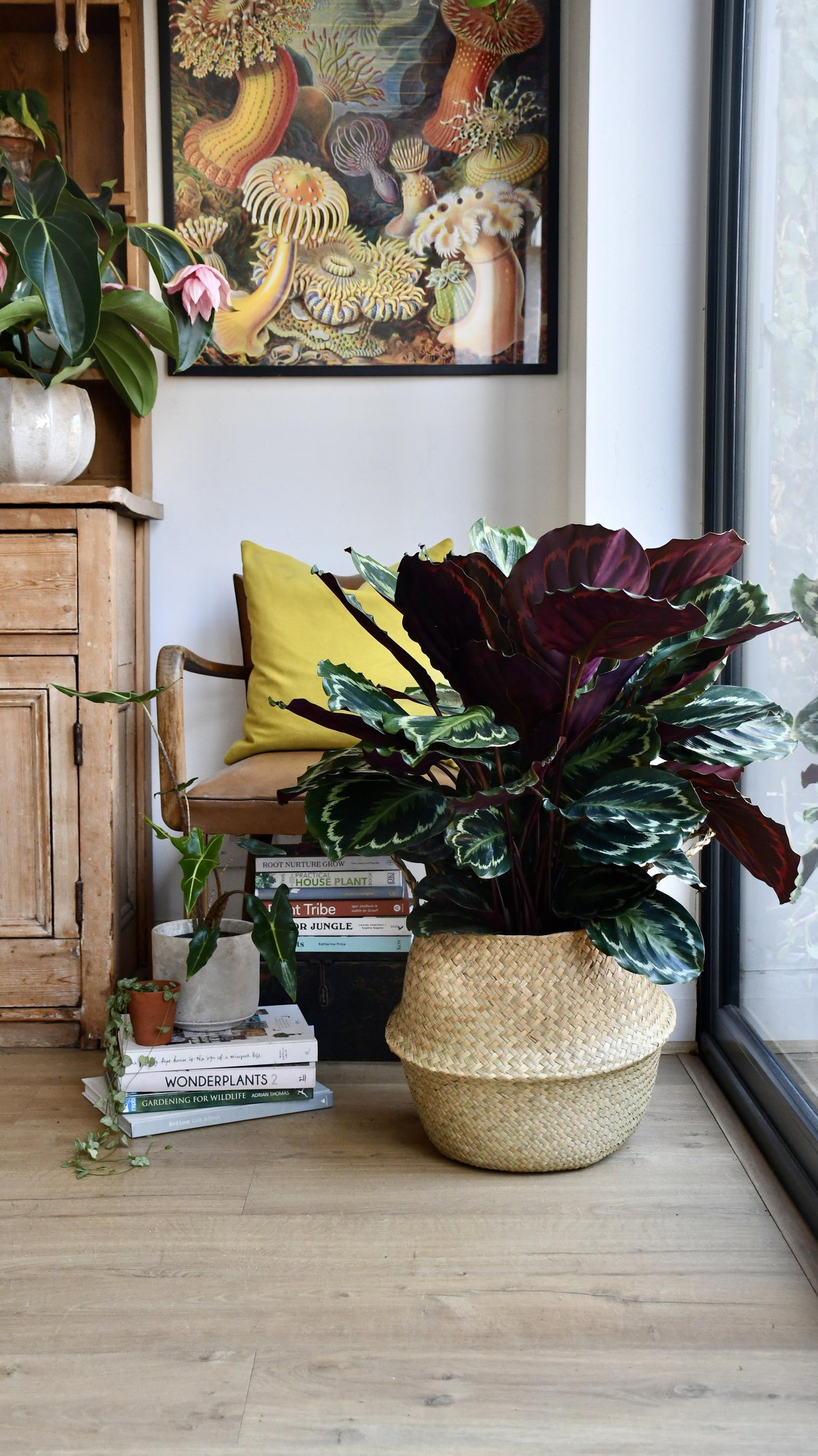 XL Calathea Roseopicta 'Medallion'