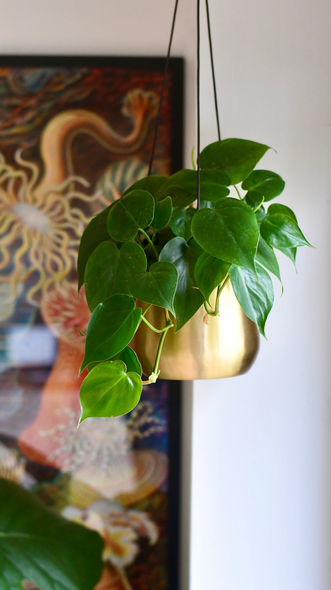 Philodendron Scandens and Atsu Brass hanging planter